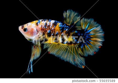 Betta fish  red hellboy in the aquarium  55035589