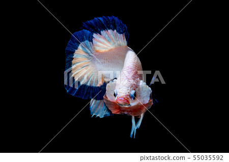 Betta fish red hellboy in the aquarium black blac Betta fish red hellboy in the aquarium black blac 55035592
