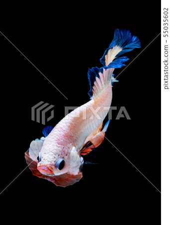 Betta fish red hellboy in the aquarium black blac Betta fish red hellboy in the aquarium black blac 55035602