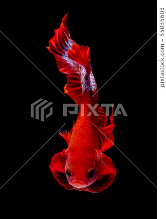 Betta fish red hellboy in the aquarium black blac Betta fish red hellboy in the aquarium black blac 55035603