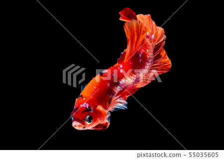 Betta fish red hellboy in the aquarium Betta fish red hellboy in the aquarium 55035605