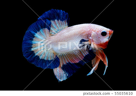 Betta fish  red hellboy in the aquarium  55035610