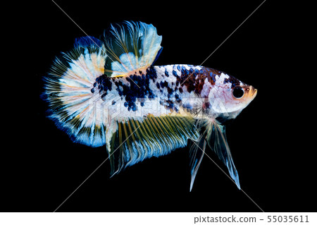 Betta fish  red hellboy in the aquarium black blac 55035611