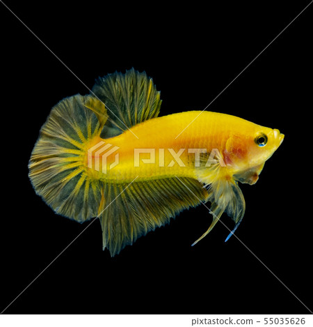 Betta fish  red hellboy in the aquarium  55035626