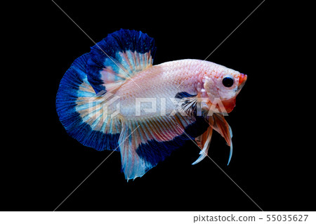 Betta fish  red hellboy in the aquarium black blac 55035627