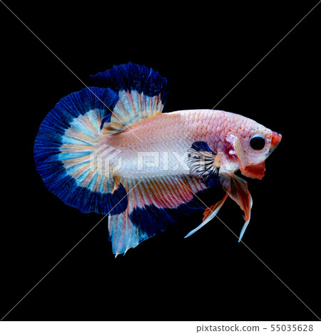 Betta fish red hellboy in the aquarium black blac Betta fish red hellboy in the aquarium black blac 55035628