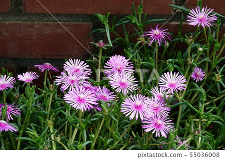 Matsubagiku(Christina chrysanthemum) Matsubagiku(Christina chrysanthemum) 55036008