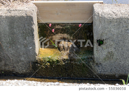 Jumbo Botani Sumimiya Ringgai Egg 55036038