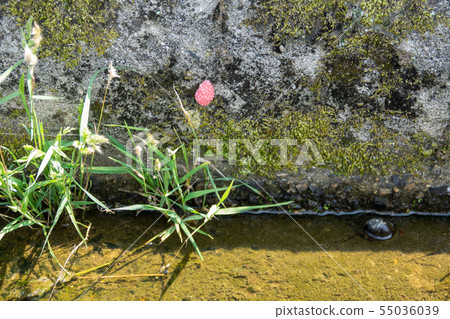 Jumbo Botani Sumimiya Ringgai Egg 55036039