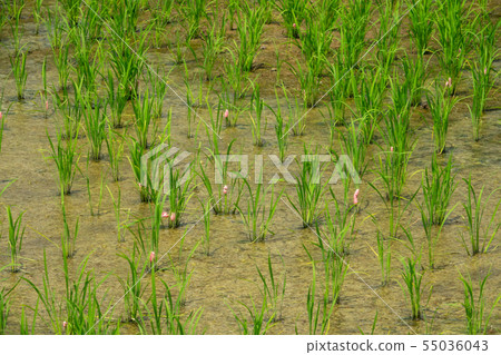 Jumbo Botani Sumimiya Ringgai Egg 55036043