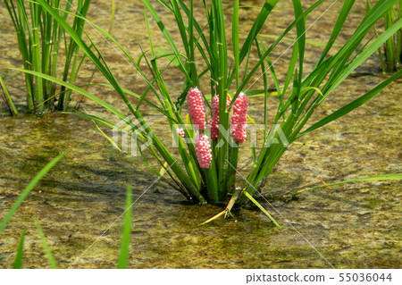 Jumbo Botani Sumimiya Ringgai Egg 55036044