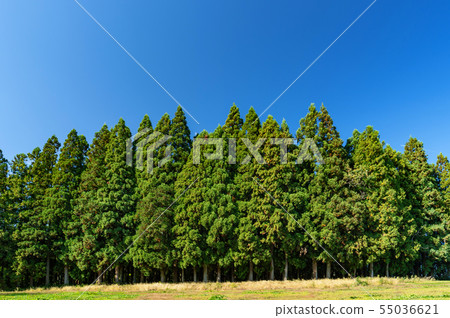 [Material image] Scenery of cedar forest 55036621