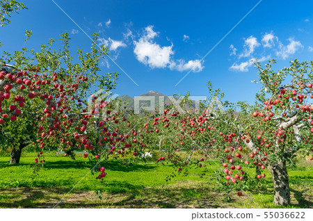 [青森縣弘前市蘋果] Iwakiyama會津津輕秋天，蘋果花園正在收穫 55036622