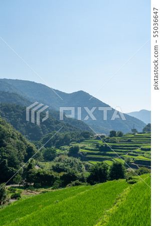 [Kagawa Prefecture] Nakayama Senmaida 55036647