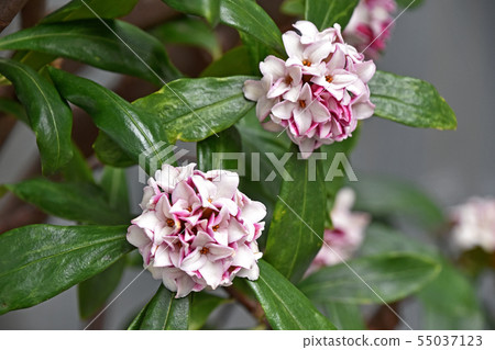 Jingzhou (sinking flower) Jingzhou (sinking flower) 55037123