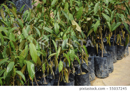 Durian seedling was grown in a black plastic bag. Durian seedling was grown in a black plastic bag. 55037245