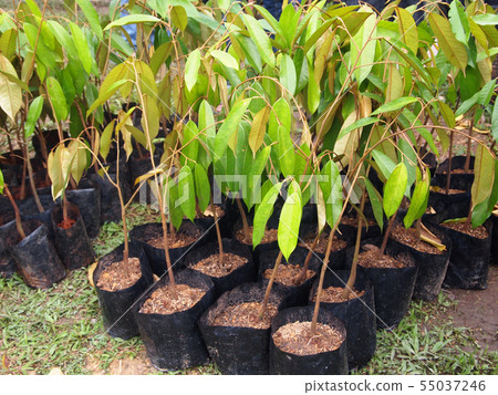 Durian seedling was grown in a black plastic bag. 55037246