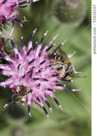 Macro of two gray-black and fluffy Caucasian bee Macro of two gray-black and fluffy Caucasian bee 55038107