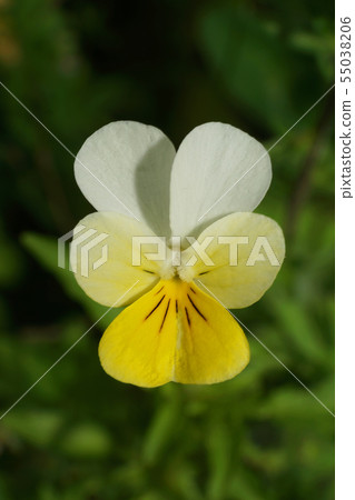 Macro form of yellow-white multi-colored flower Macro form of yellow-white multi-colored flower 55038206