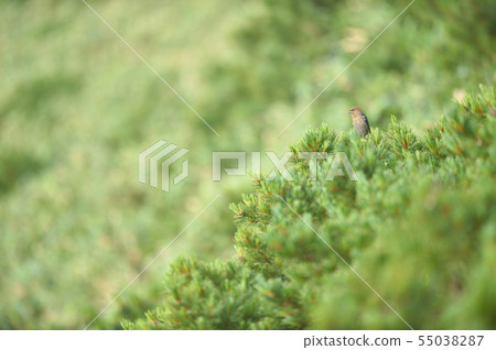 Ginzan Mashiko女(北海道) Ginzan Mashiko女(北海道) 55038287