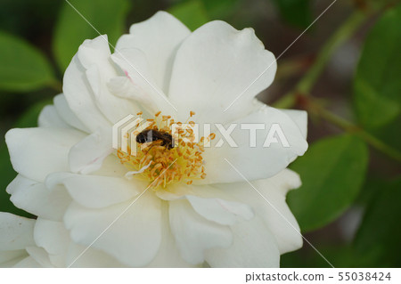 Macro gray Caucasian bee Andrena nitidiuscula  55038424