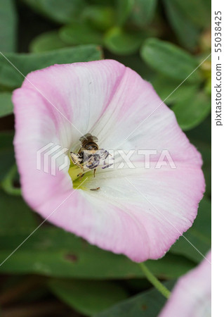 Macro Caucasian gray bee Andrena nitidiuscula Macro Caucasian gray bee Andrena nitidiuscula 55038425