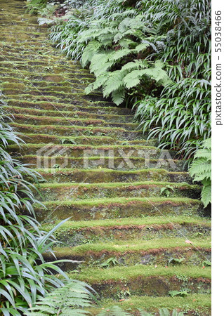 鎌倉市Myohoji Temple Staircase 鎌倉市Myohoji Temple Staircase 55038466