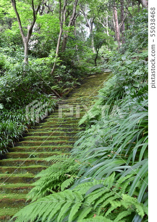鎌倉市Myohoji Temple Staircase 鎌倉市Myohoji Temple Staircase 55038468