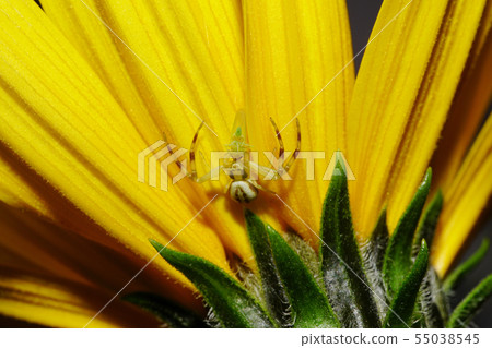Macro of small spider-crab prey on yellow flower Macro of small spider-crab prey on yellow flower 55038545