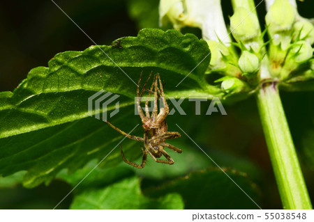 Close-up side view of faded brown spider-wolf 55038548