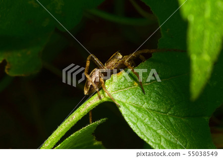 Macro view of the side of young wolf-spider 55038549