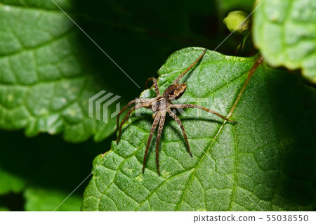 Macro view from above of brown-gray young Macro view from above of brown-gray young 55038550