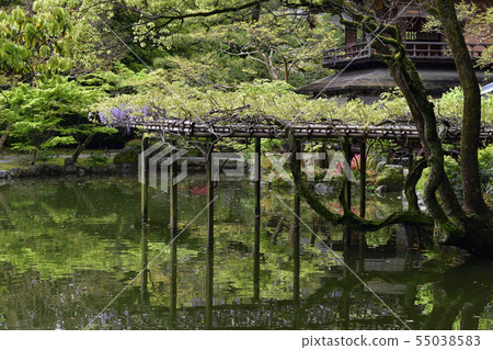 Kyoto Gyoen Tsubaki和Fujitana 55038583