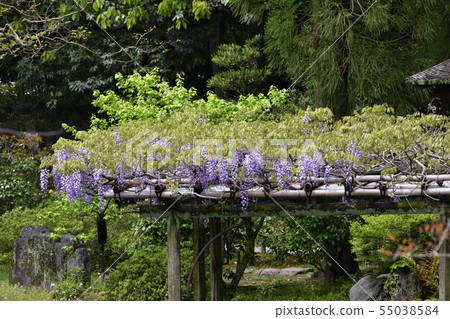 Kyoto Gyoen Tsubaki和Fujitana 55038584