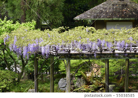 Kyoto Gyoen Tsubaki和Fujitana 55038585