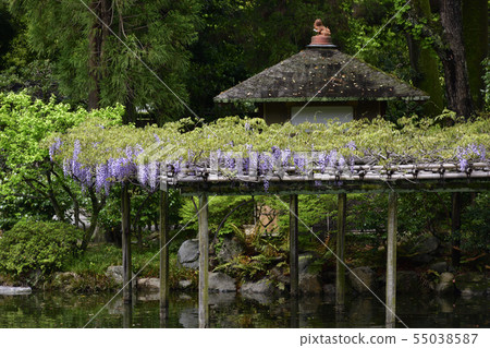 Kyoto Gyoen Tsubaki and Fujitana Kyoto Gyoen Tsubaki and Fujitana 55038587