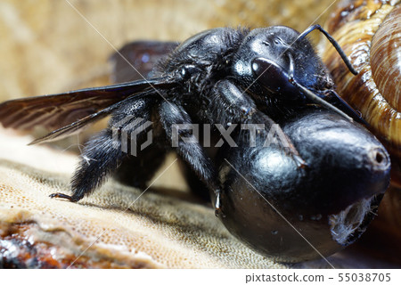 Close-up of eggs and imago Caucasian bees Xylocopa 55038705