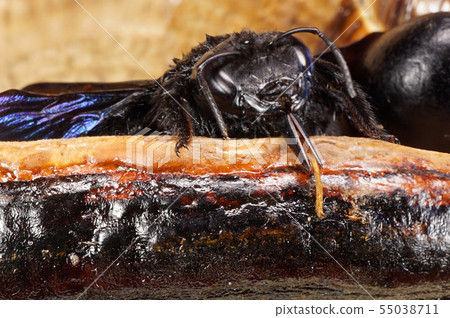 Close-up of caucasian carpenter bee Xylocopa Valga 55038711