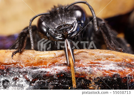 Close-up of head of body caucasian Xylocopa valga 55038713