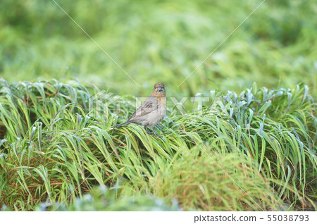 Ginzan Mashiko女（北海道） 55038793