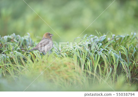 Ginzan Mashiko女(北海道) Ginzan Mashiko女(北海道) 55038794