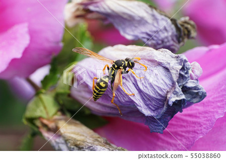 Macro of floral caucasian wasp Polistes nimpha 55038860