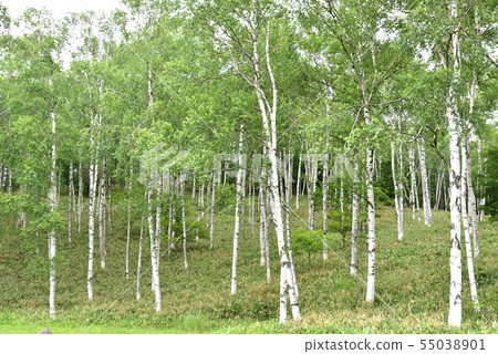 Nagano Prefecture Yachiho Kogen, Japan's No. 1 Birch Group 55038901