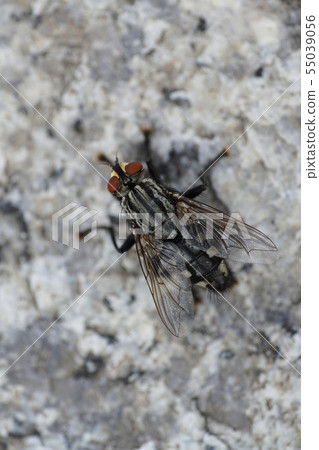 Macro view from above of the Caucasian striped fly Macro view from above of the Caucasian striped fly 55039056