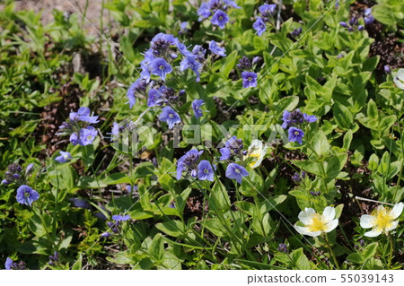Ezohimokuwakita _山西北 Ezohimokuwakita _山西北 55039143