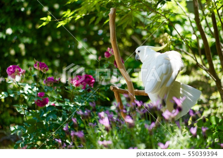 Birds relaxing in the garden parrot parakeet white gardening white bird 55039394
