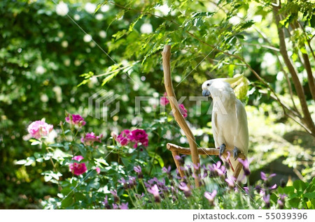 Parrot Inco Gardening White bird relaxing in the garden 55039396
