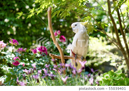 Birds relaxing in the garden parrot parakeet white gardening white bird 55039401
