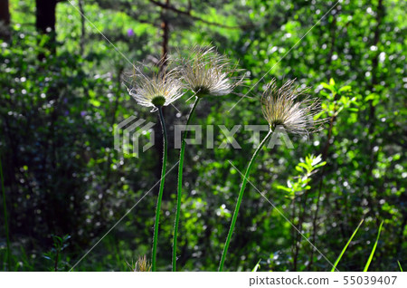 Pulsatilla withered. Flowers Of Siberia. 55039407