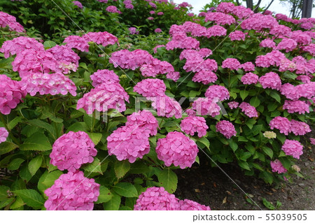 Hydrangea red clumps in full bloom 55039505